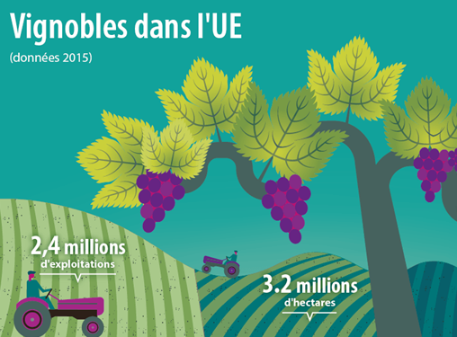 Plus de trois millions d’hectares de vignobles dans l’UE...
