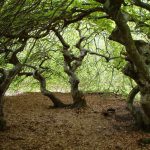 Appel à projets FEADER pour soutenir les contrats forestiers en Champagne-Ardenne