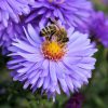 Comment stopper le déclin des populations d'abeilles ?