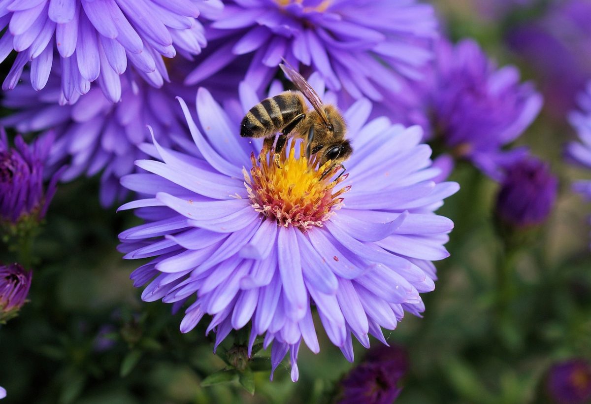 Comment stopper le déclin des populations d'abeilles ?