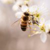 Insectes pollinisateurs: propositions de la Commission pour enrayer leur déclin