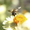Le Pollinator Park, simulation d'un monde sans abeilles