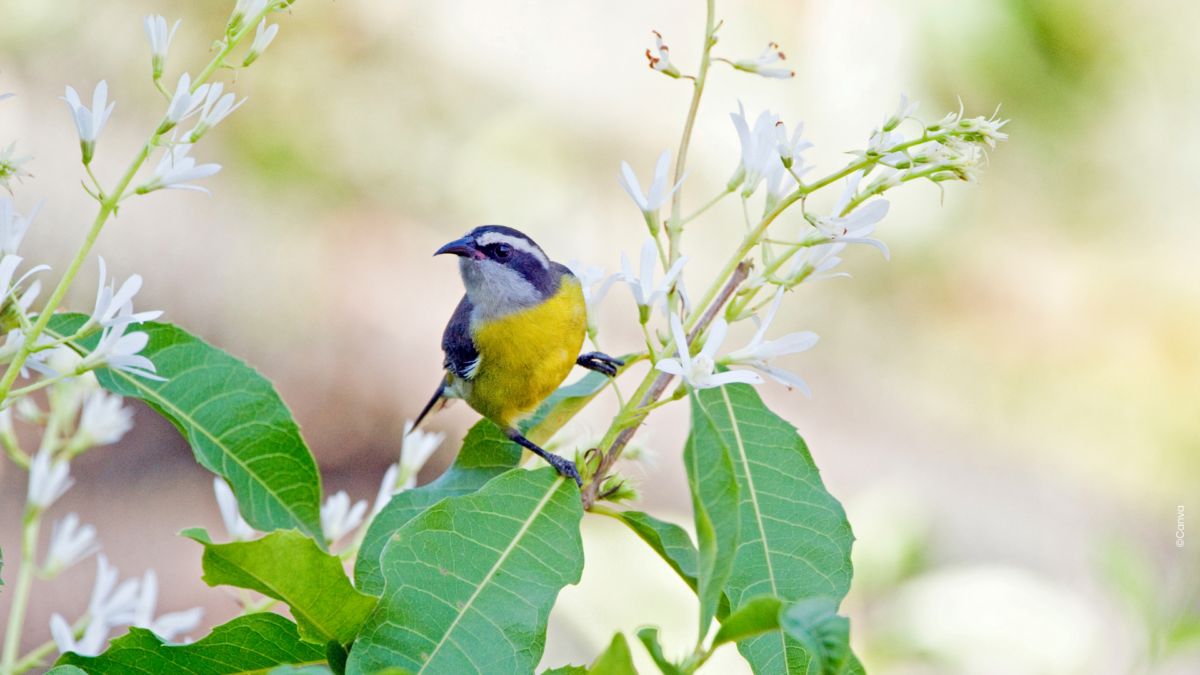 COP16 sur la biodiversité : quels enjeux pour l'UE ?