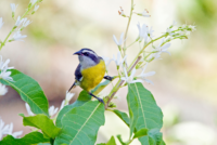 COP16 sur la biodiversité : quels enjeux pour l'UE ?