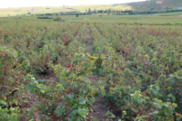 La Commission européenne soutient le secteur vitivinicole